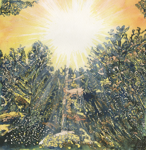 Sunlight throught the trees