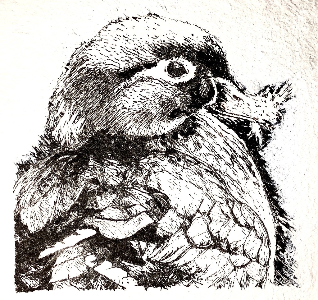 Building a Nest - Vancouver Island BC Can. 10x10 Ink line drawing on handmade paper.